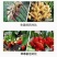 矿源黄腐酸钾，全溶速溶，活化土壤，调节盐碱，抗茬抗病