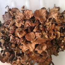 短腿新榛蘑到货了，中片，非常整齐不碎，味道香