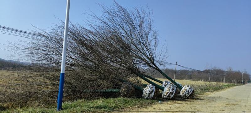 10-30公分榉树，规格齐全