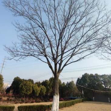 10-30朴树大量供应货源充足存活率高