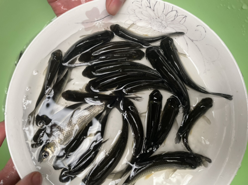 出售草鱼苗身长规格齐全打两次针抵抗力强