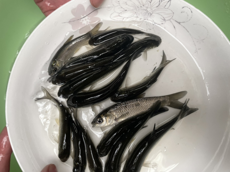 出售草鱼苗身长规格齐全打两次针抵抗力强