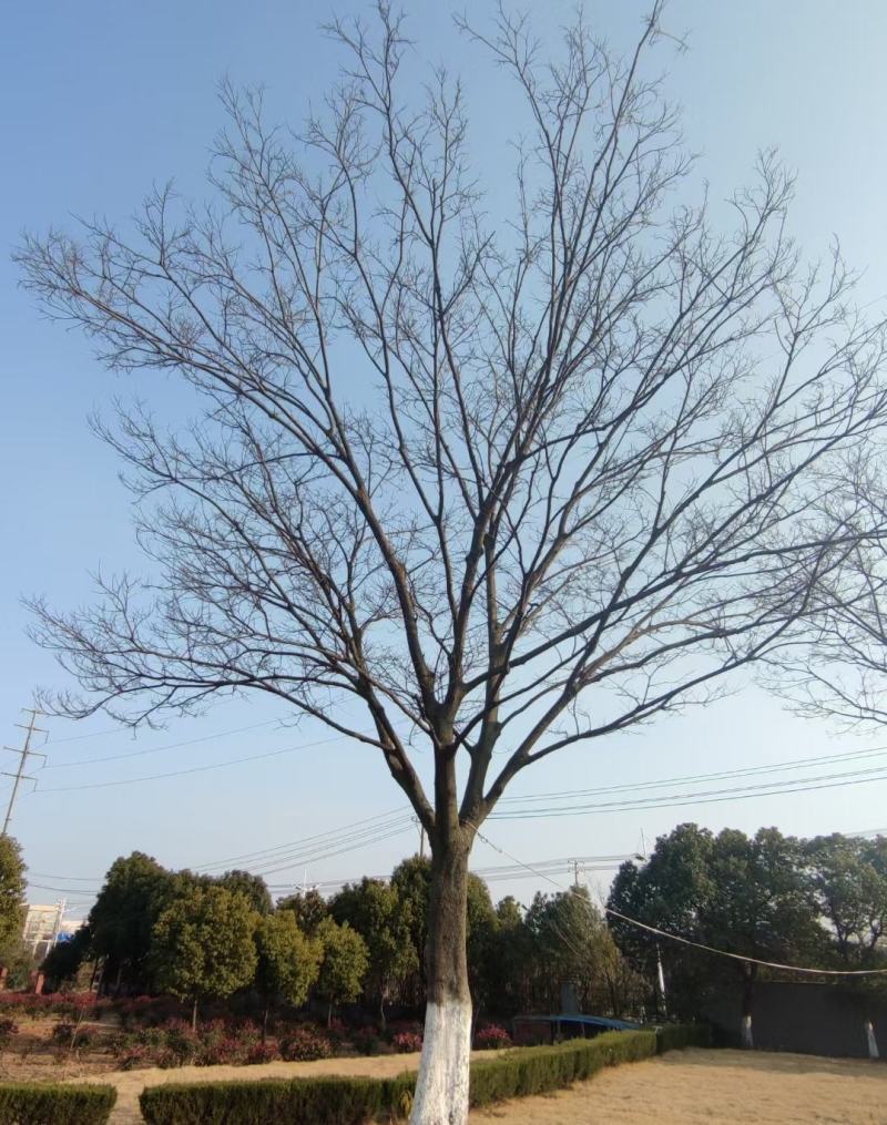 10-30朴树大量供应货源充足存活率高
