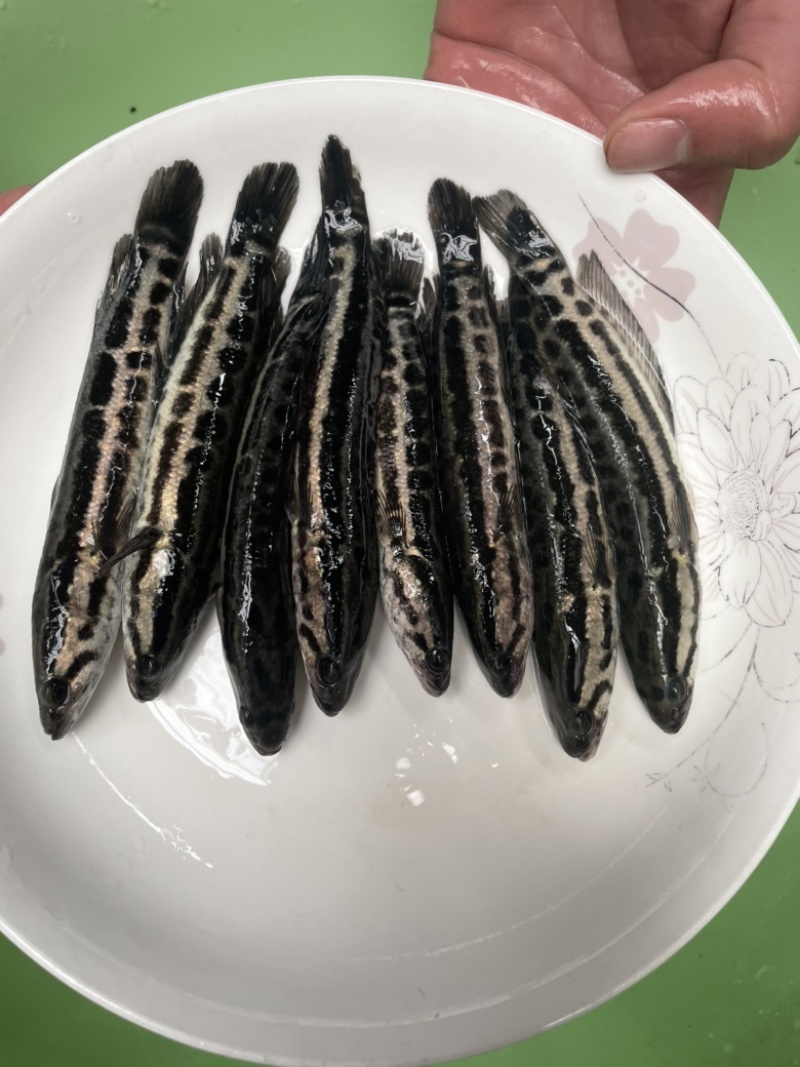 黑鱼苗