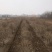 金叶榆球
