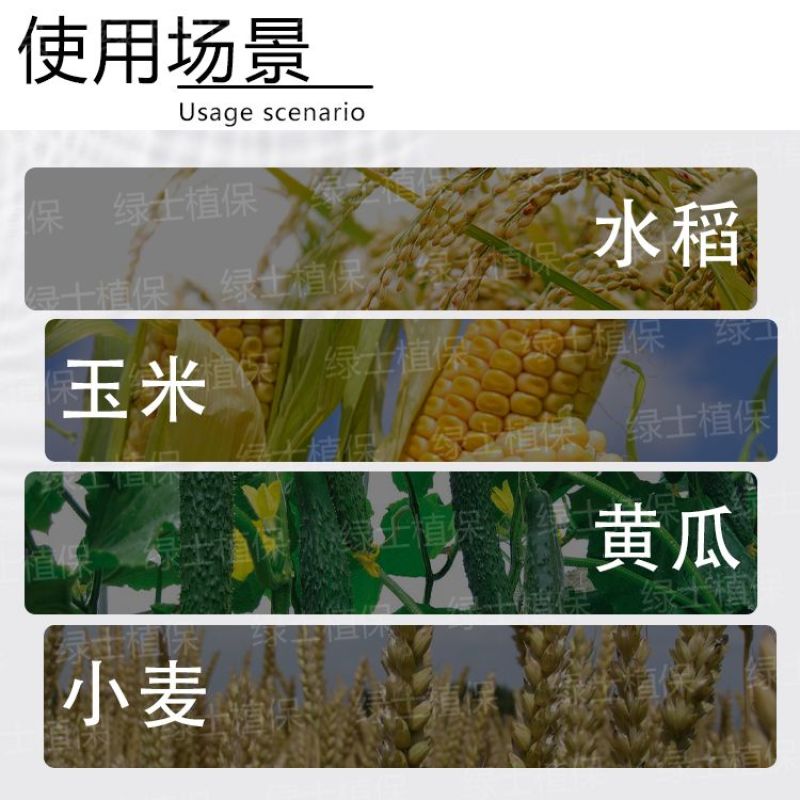 拜耳稳腾30%肟菌·戊唑醇稻瘟病稻曲病纹枯病白粉病农药