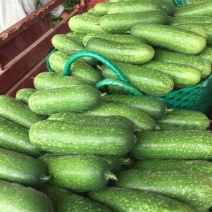 【推荐】精品毛节瓜，规格标准，可以供应全国市场、电商平台