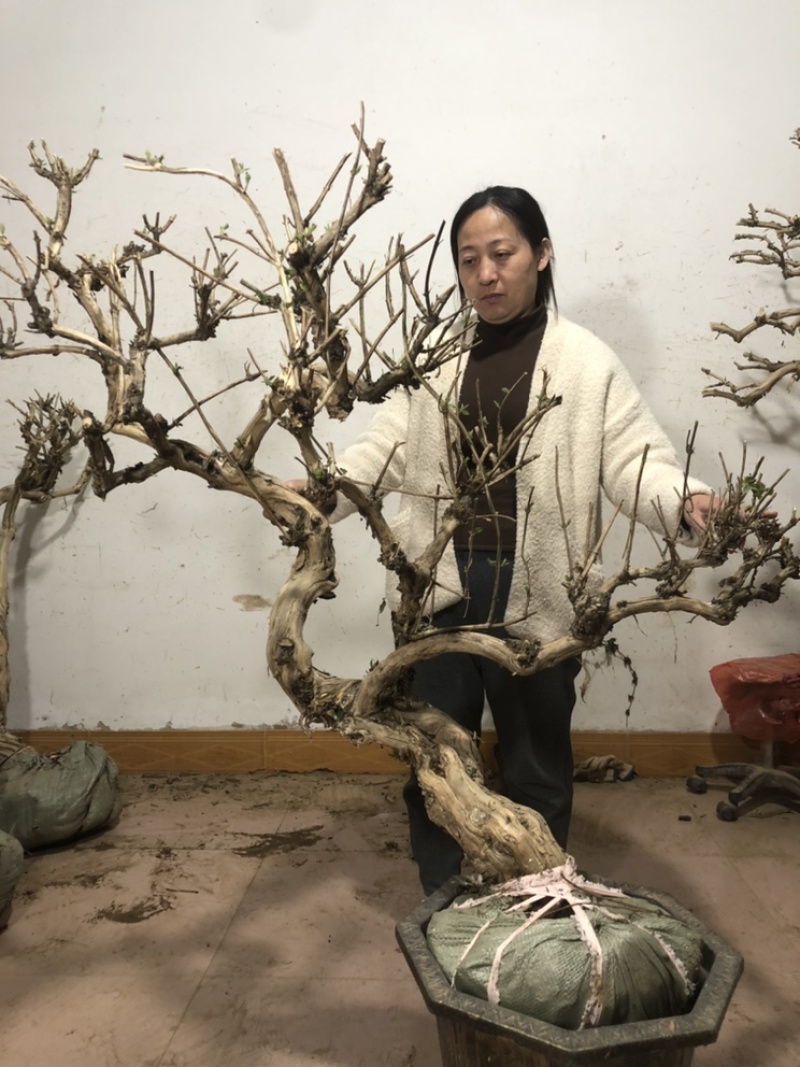 金银花盆景老桩，基地批发