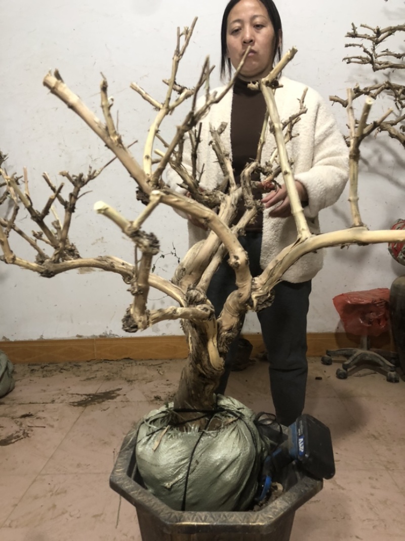 金银花盆景老桩，批发零售