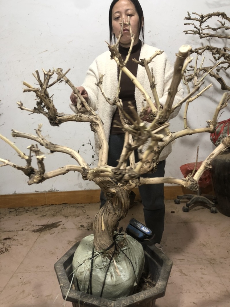金银花盆景老桩，批发零售