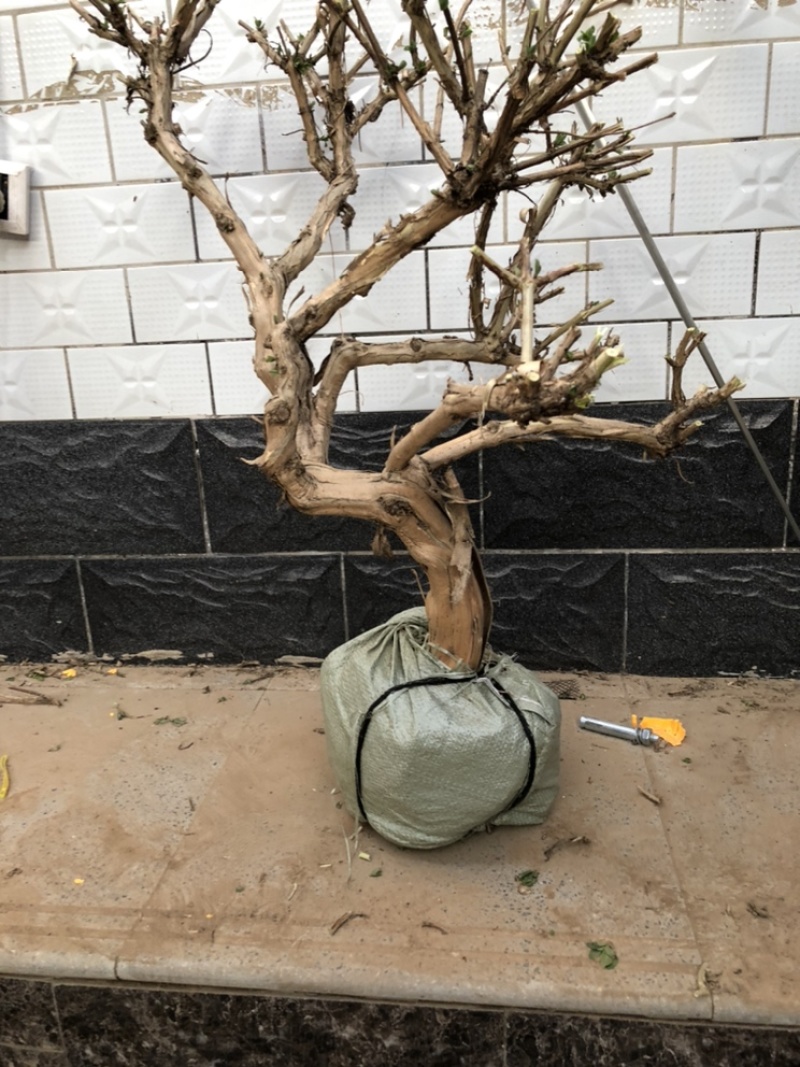 金银花盆景老桩，批发零售