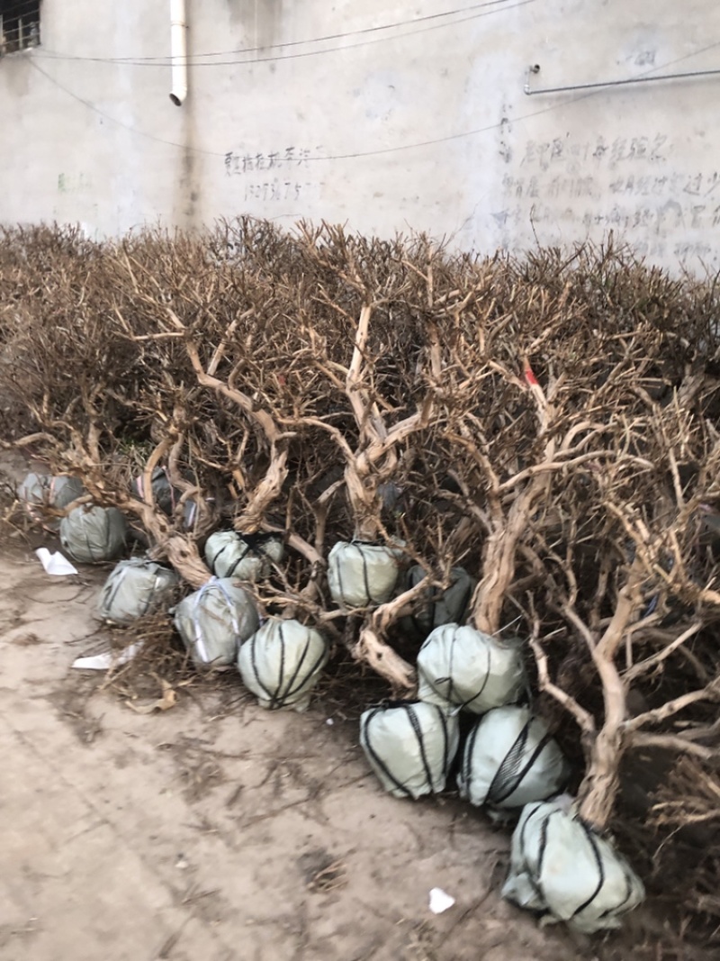 金银花盆景老桩，批发零售