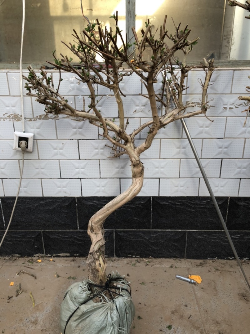 金银花盆景老桩，批发零售