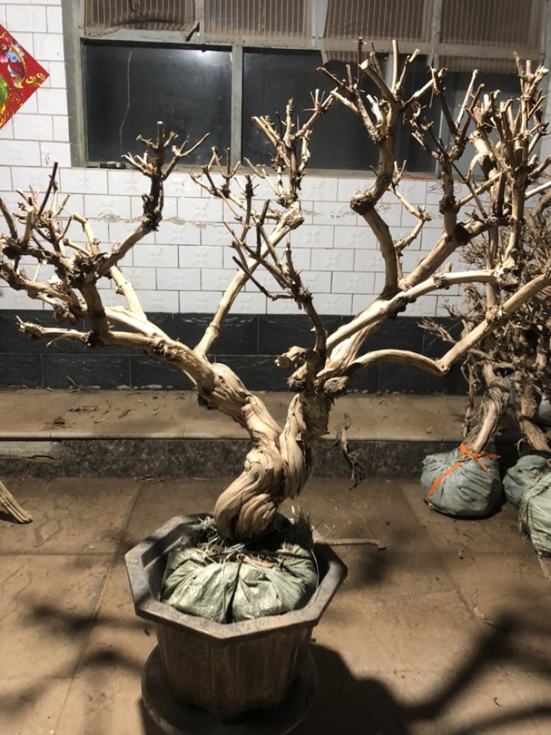 金银花盆景老桩，批发零售