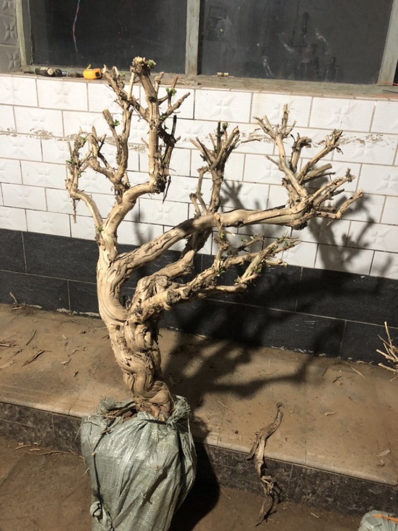 金银花盆景老桩，批发零售