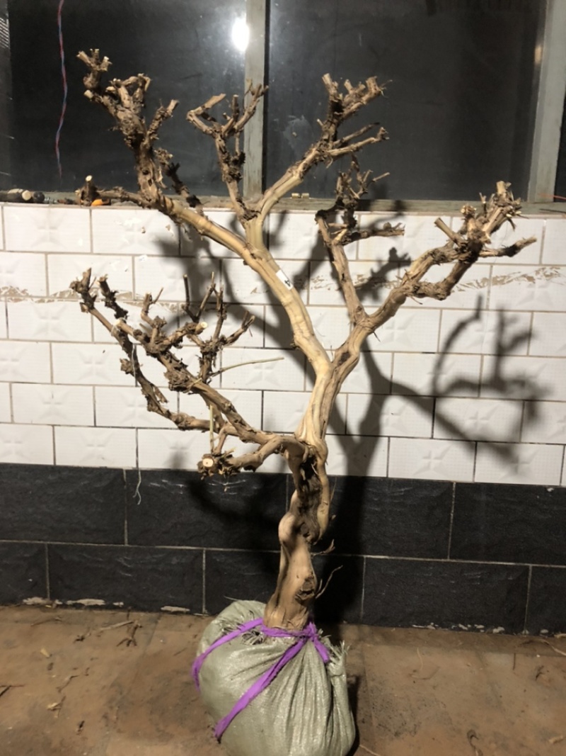 金银花盆景老桩，批发零售