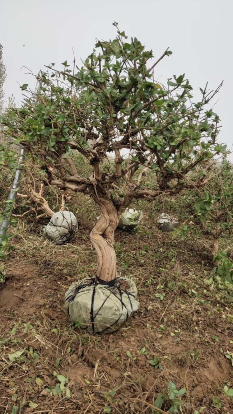 金银花盆景老桩，一图一选，批发零售