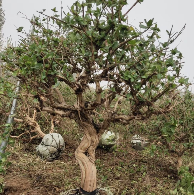 金银花盆景老桩，基地批发