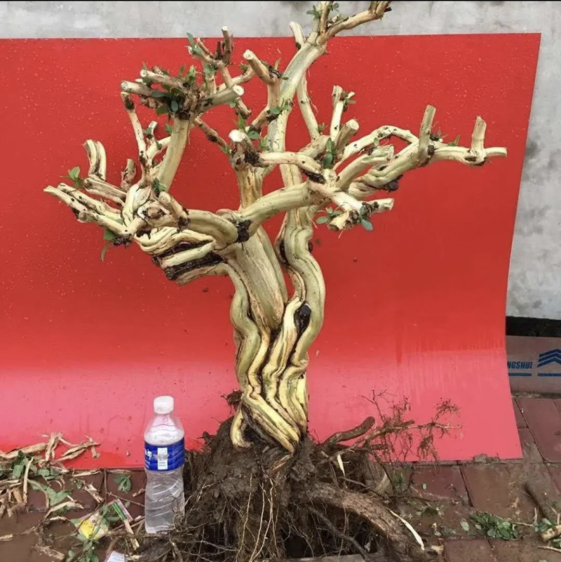 金银花盆景老桩，批发零售