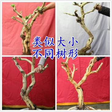 金银花盆景老桩