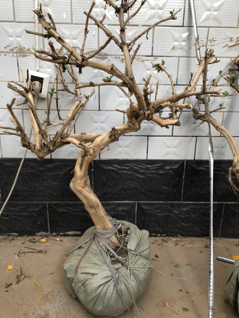 金银花盆景老桩