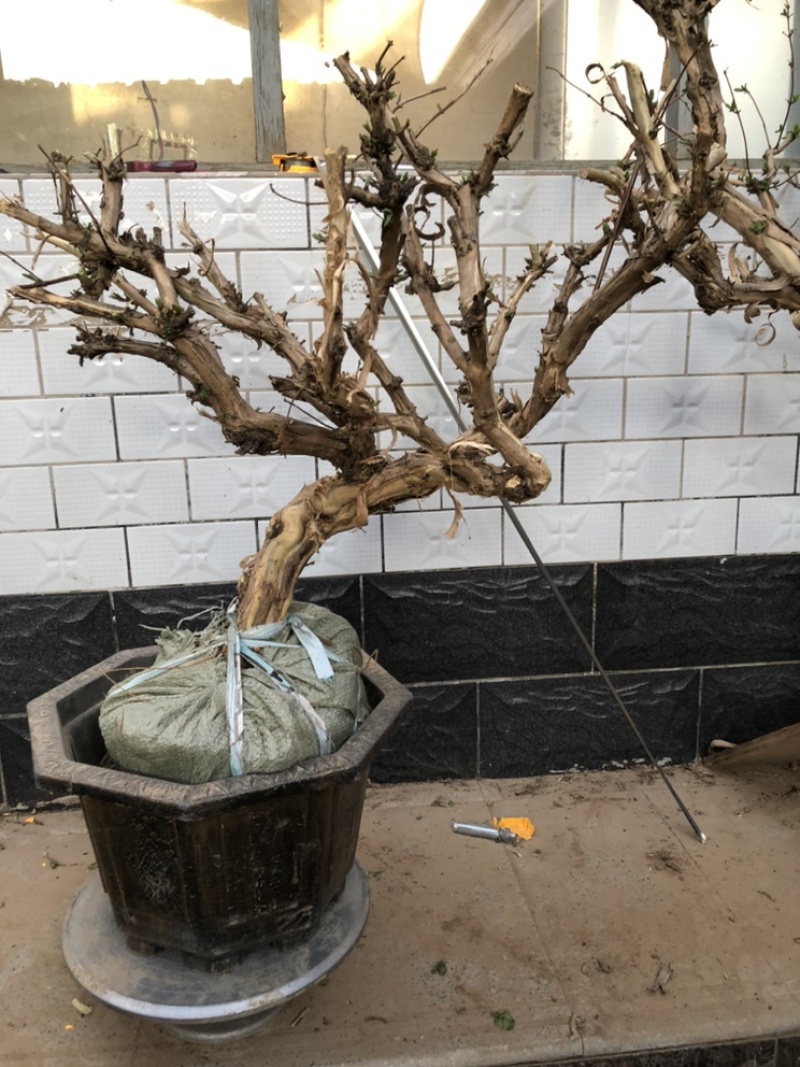 金银花盆景老桩