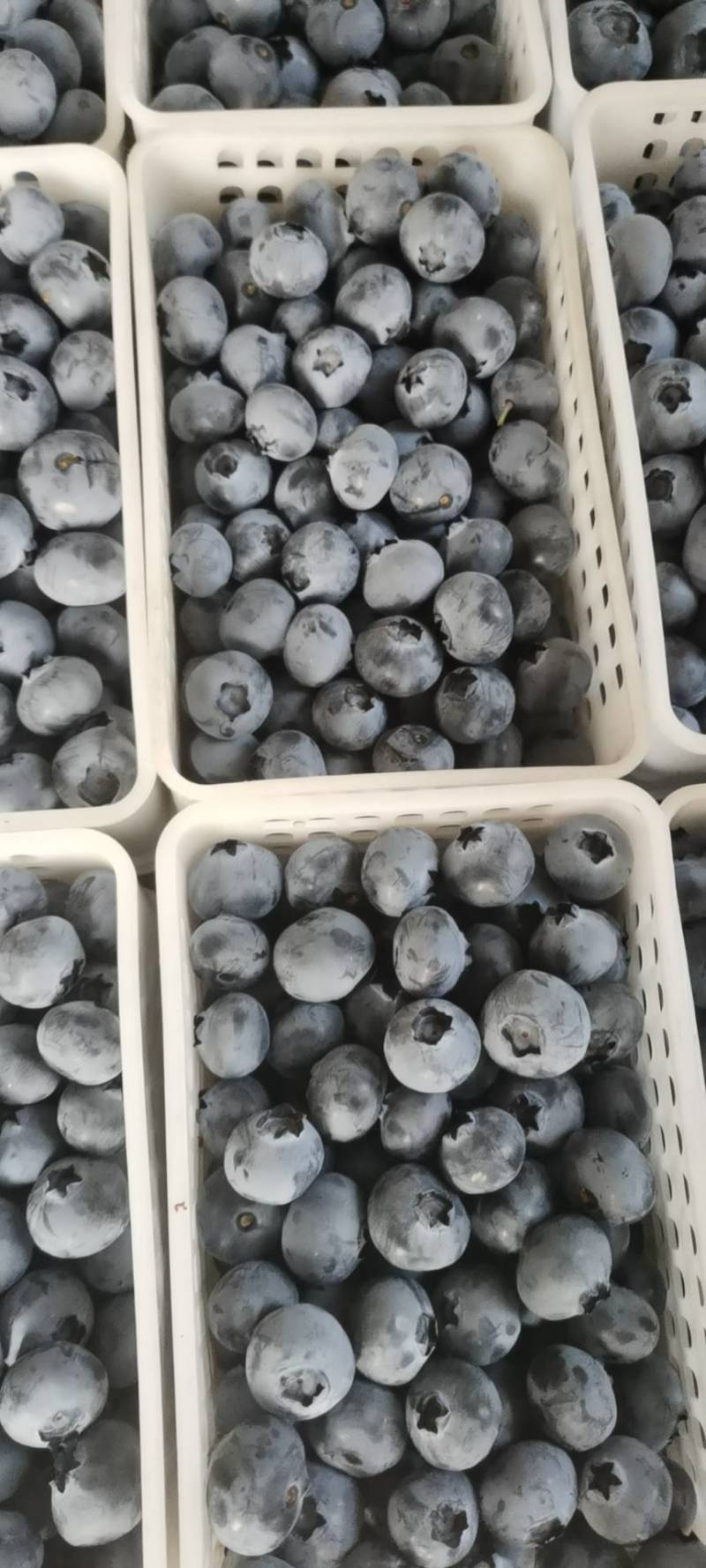 蓝莓鲜果