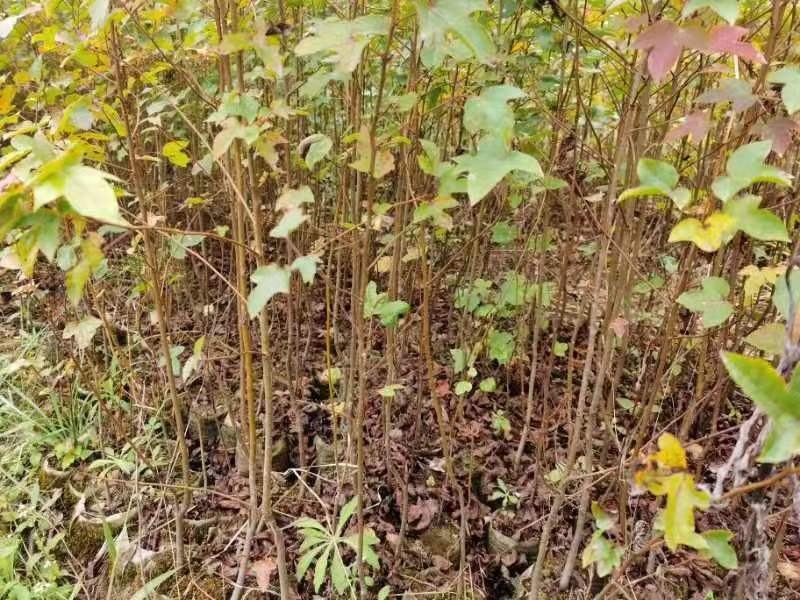 江西枫香苗基地直发量大从优成活率高欢迎来电可视频看货