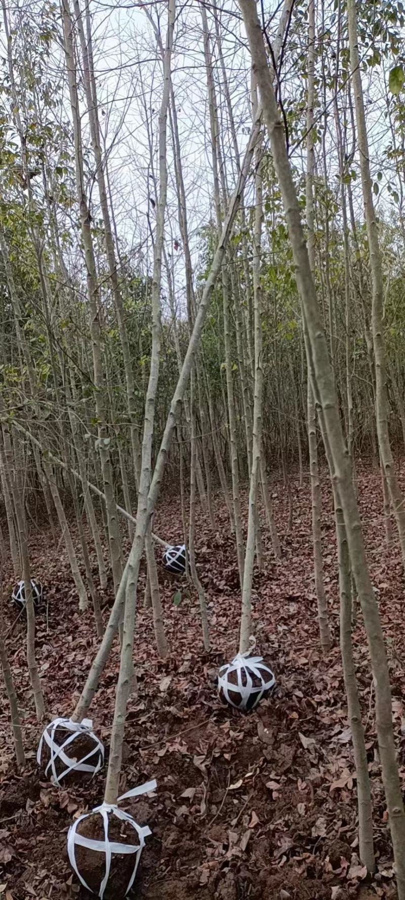 江西枫香苗基地直发量大从优成活率高欢迎来电可视频看货
