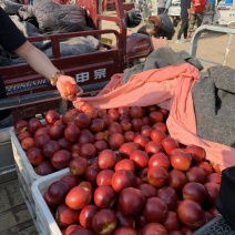 山东大棚油桃产地，油桃价格自由交易，以质论价，欢迎咨询