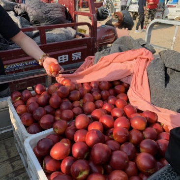 山东大棚油桃产地，油桃价格自由交易，以质论价，欢迎咨询