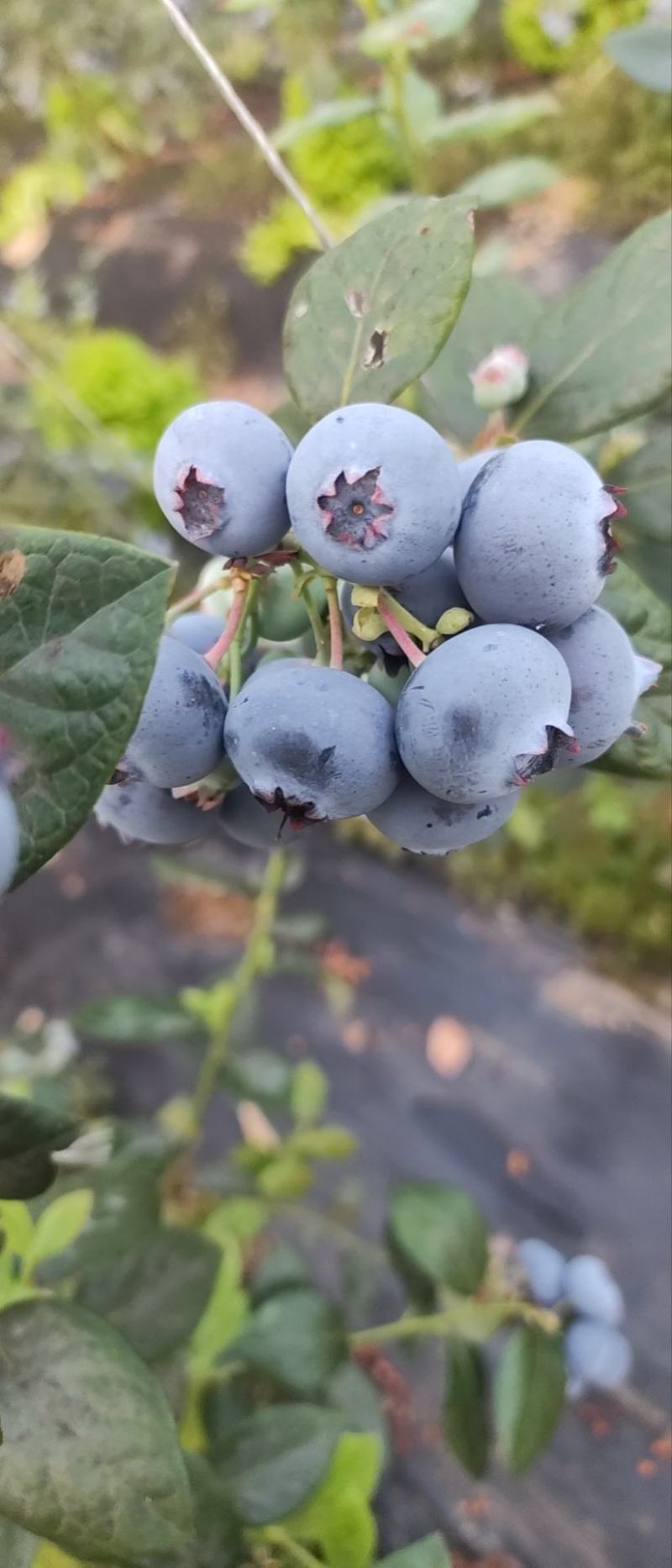 蓝莓鲜果天天供应