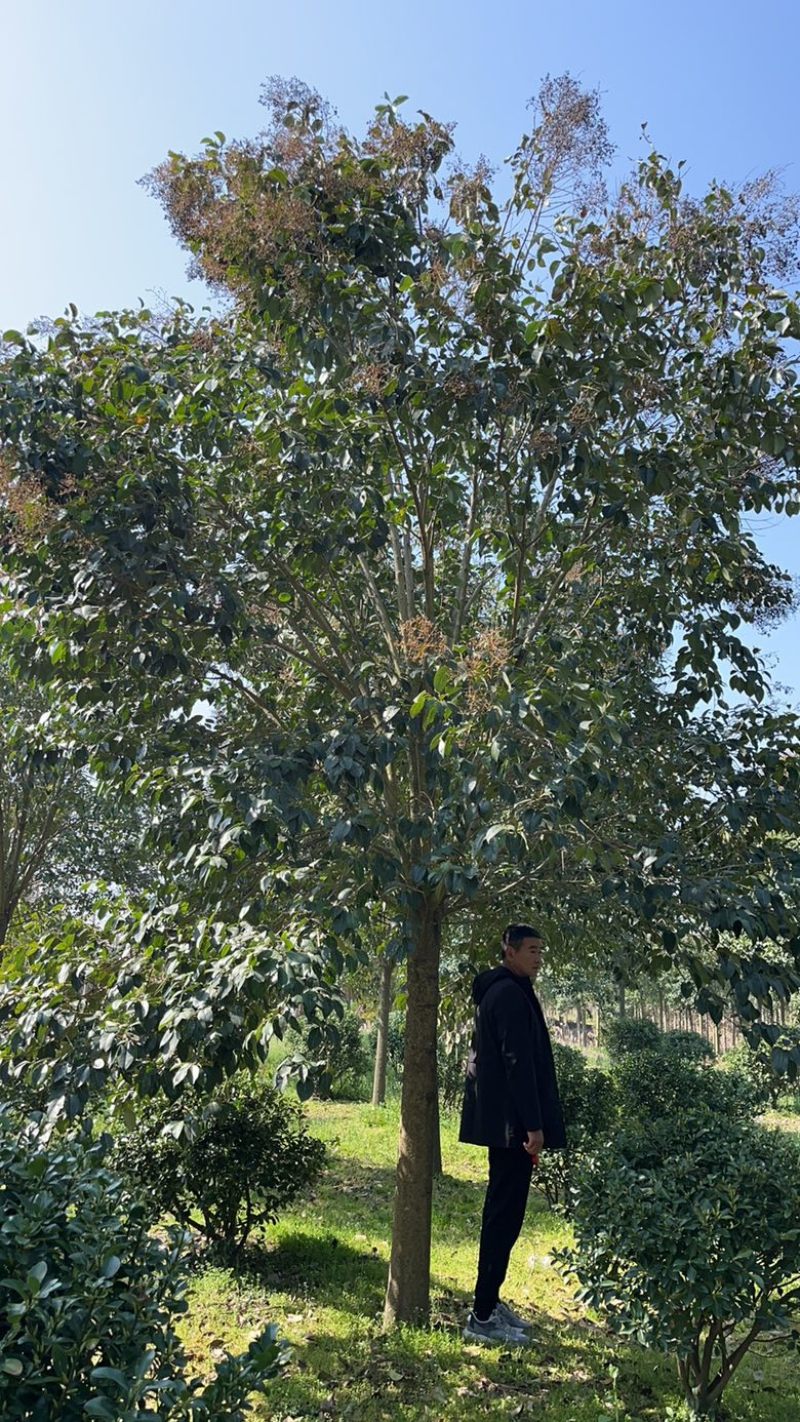 9公分大叶女贞，树形优美，价格美丽！欢迎联系