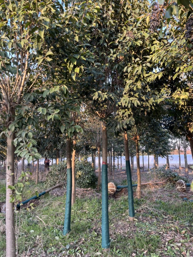 9公分大叶女贞，树形优美，价格美丽！欢迎联系