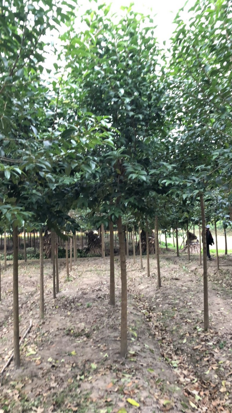 9公分大叶女贞，树形优美，价格美丽！欢迎联系
