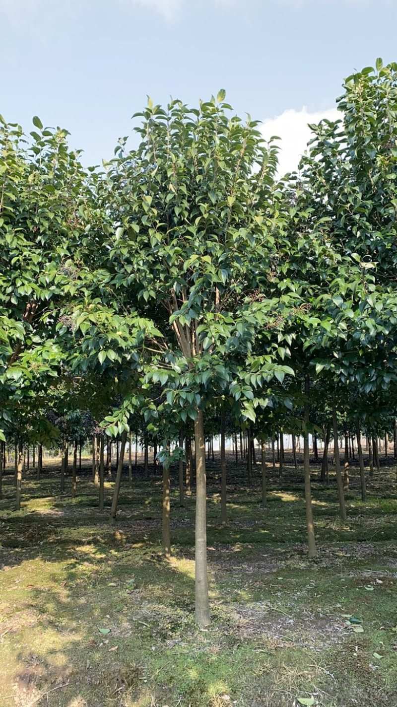 9公分大叶女贞，树形优美，价格美丽！欢迎联系
