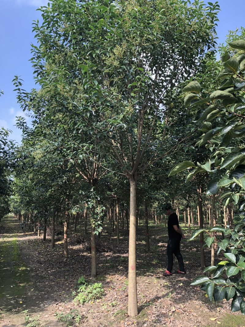 9公分大叶女贞，树形优美，价格美丽！欢迎联系