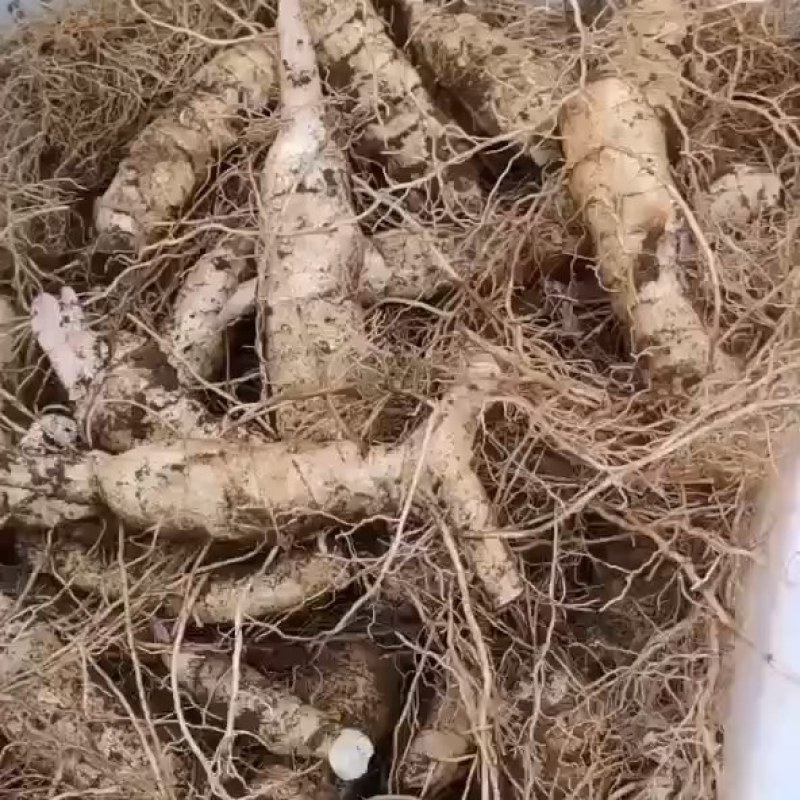 东北鸡头黄精，病害少，产量高，田间管理简单，适合多地区种