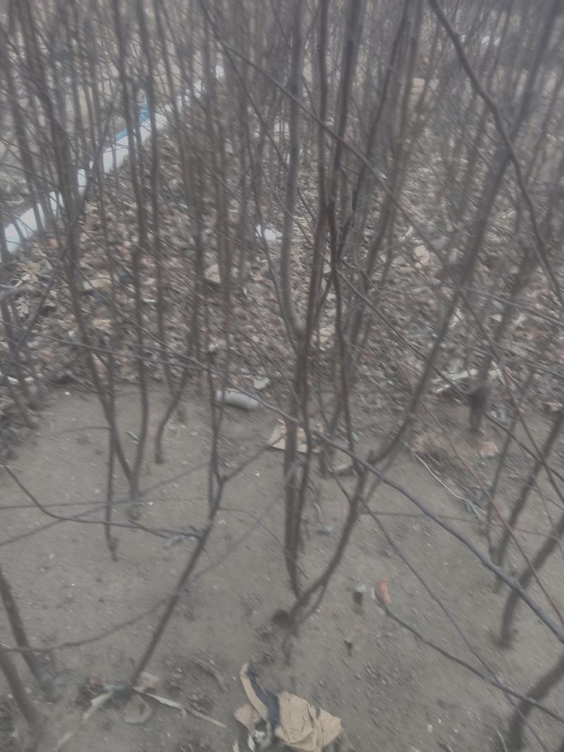 出售自家维娜斯苹果苗