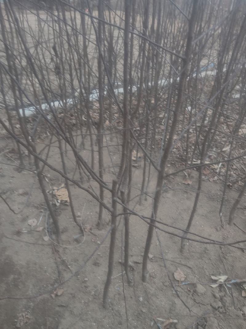 出售自家维娜斯苹果苗