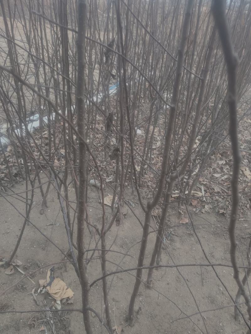 出售自家维娜斯苹果苗