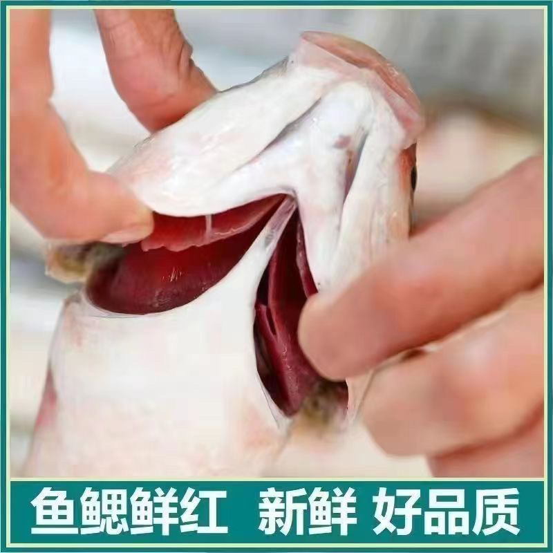 新鲜速冻梭鱼乌头鱼支鱼红眼梭子鱼鲻鱼一件代发