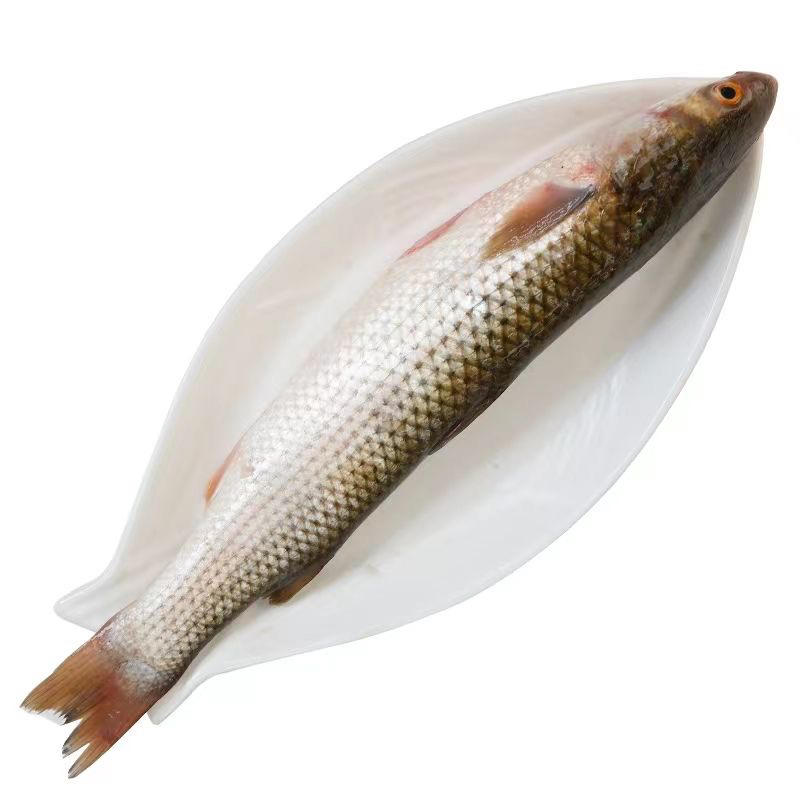 新鲜速冻梭鱼乌头鱼支鱼红眼梭子鱼鲻鱼一件代发