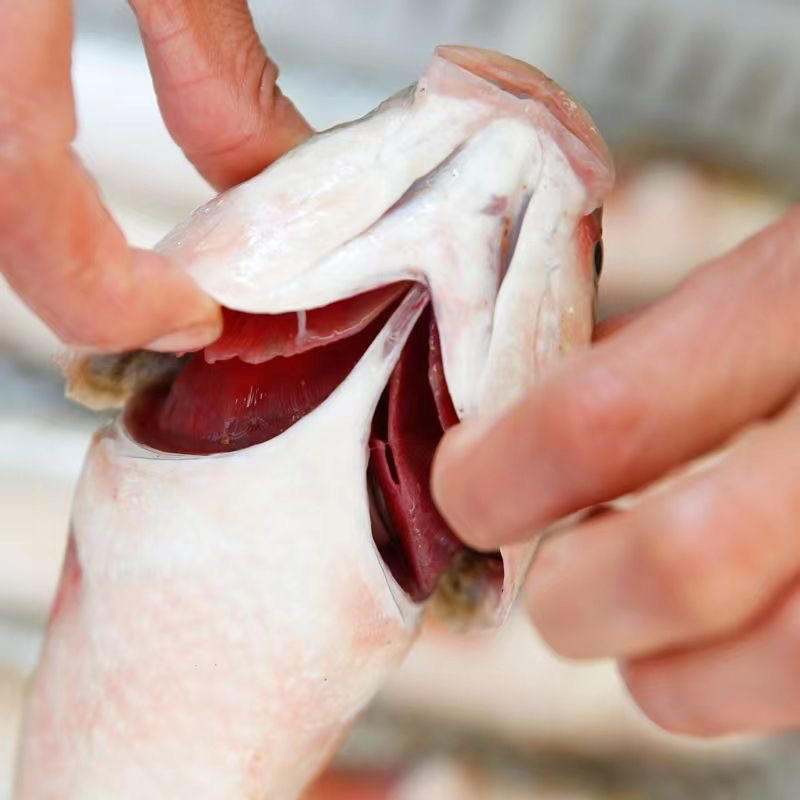 新鲜速冻梭鱼乌头鱼支鱼红眼梭子鱼鲻鱼一件代发