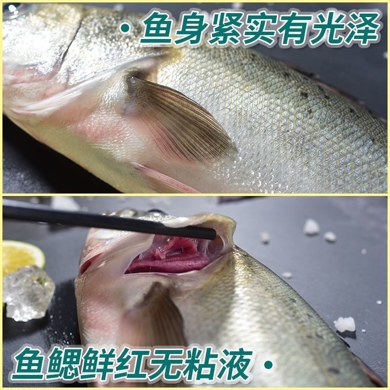 新鲜速冻鲈鱼支持电商一件代发