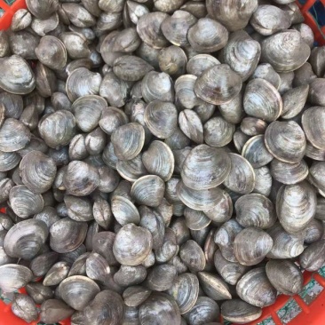 鲜活美贝，爆炒，水煮，涮火锅都好吃