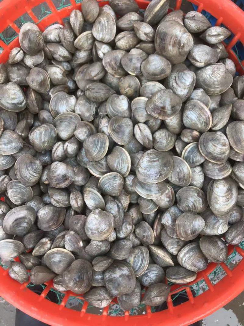 鲜活美贝，爆炒，水煮，涮火锅都好吃