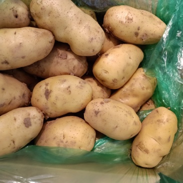 荷兰十五土豆黄皮黄心大量出库中质量保证可全国发货
