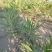 2023纯野生红蒿子上市