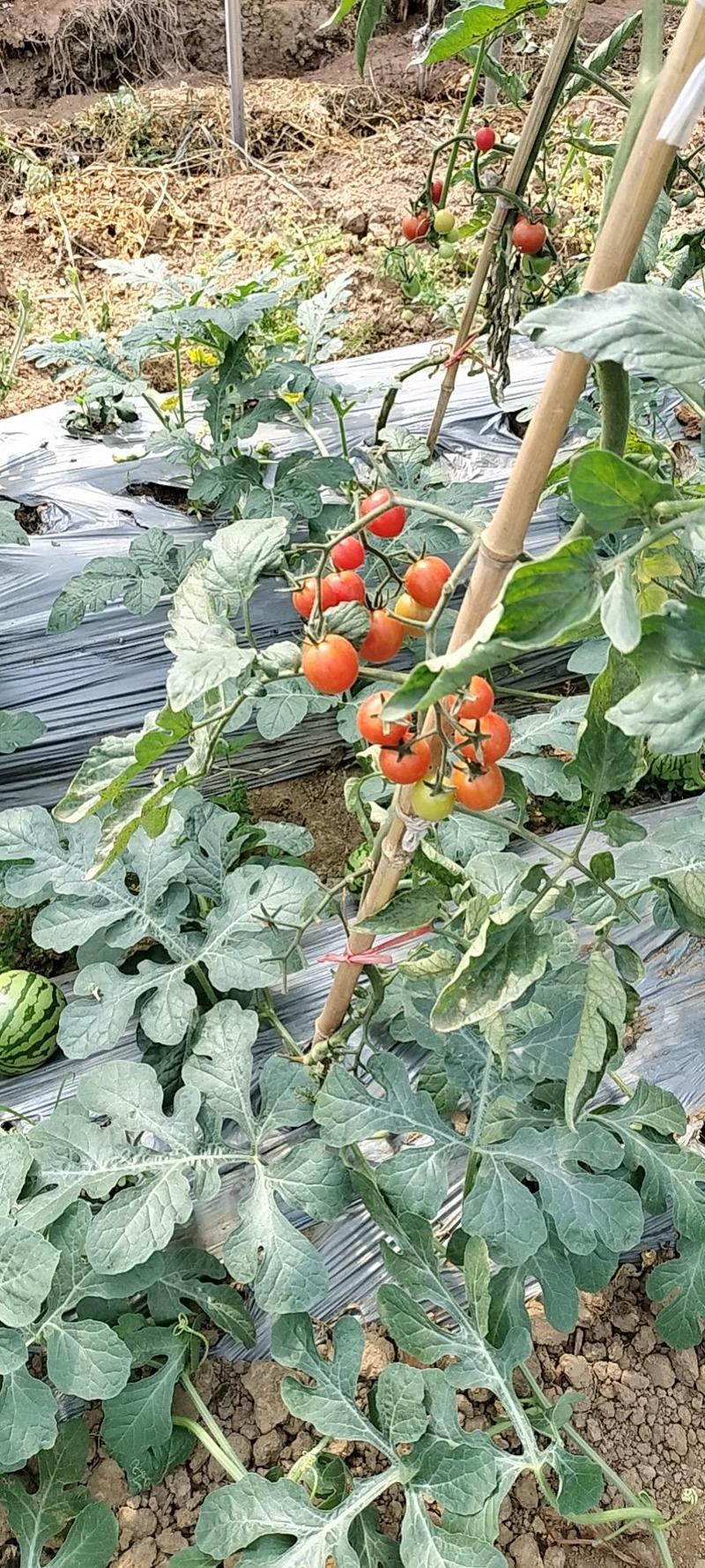 夏日阳光小番茄